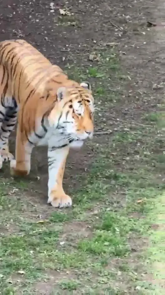 Yorkshire Wildlife Park, near Doncaster, said the tiger 'is safe and well and will not be euthanised as a result of this incident' (SWNS)