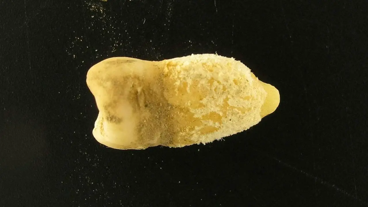 The ancient tooth that rewrote history (Eurac Research / Guido Valverde)