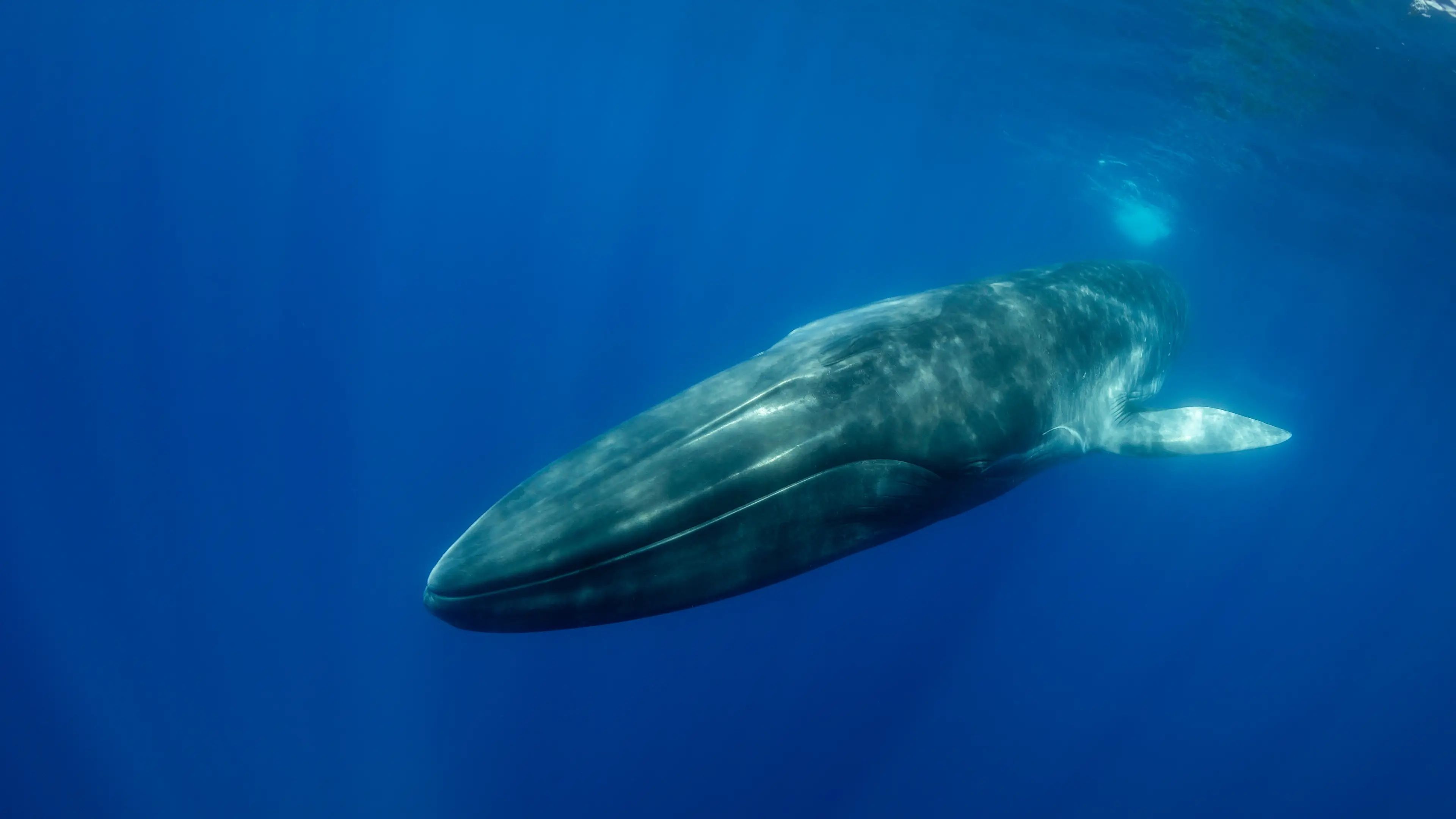 (Getty Stock Images)