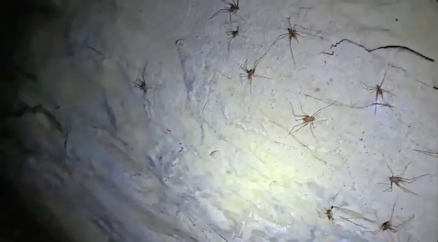 We draw the line at spiders. (YouTube/ActionAdventureTwins)