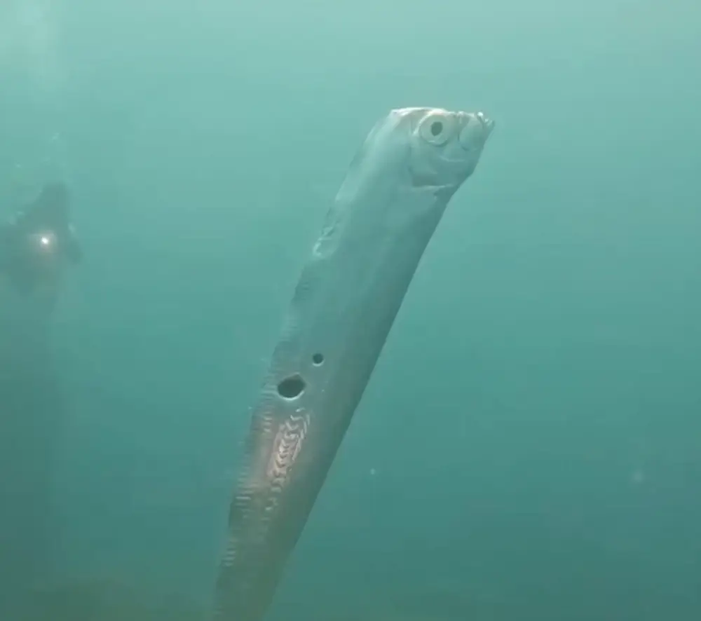 Wang Cheng-Ru hoped the fish wasn't a 'bad omen'.