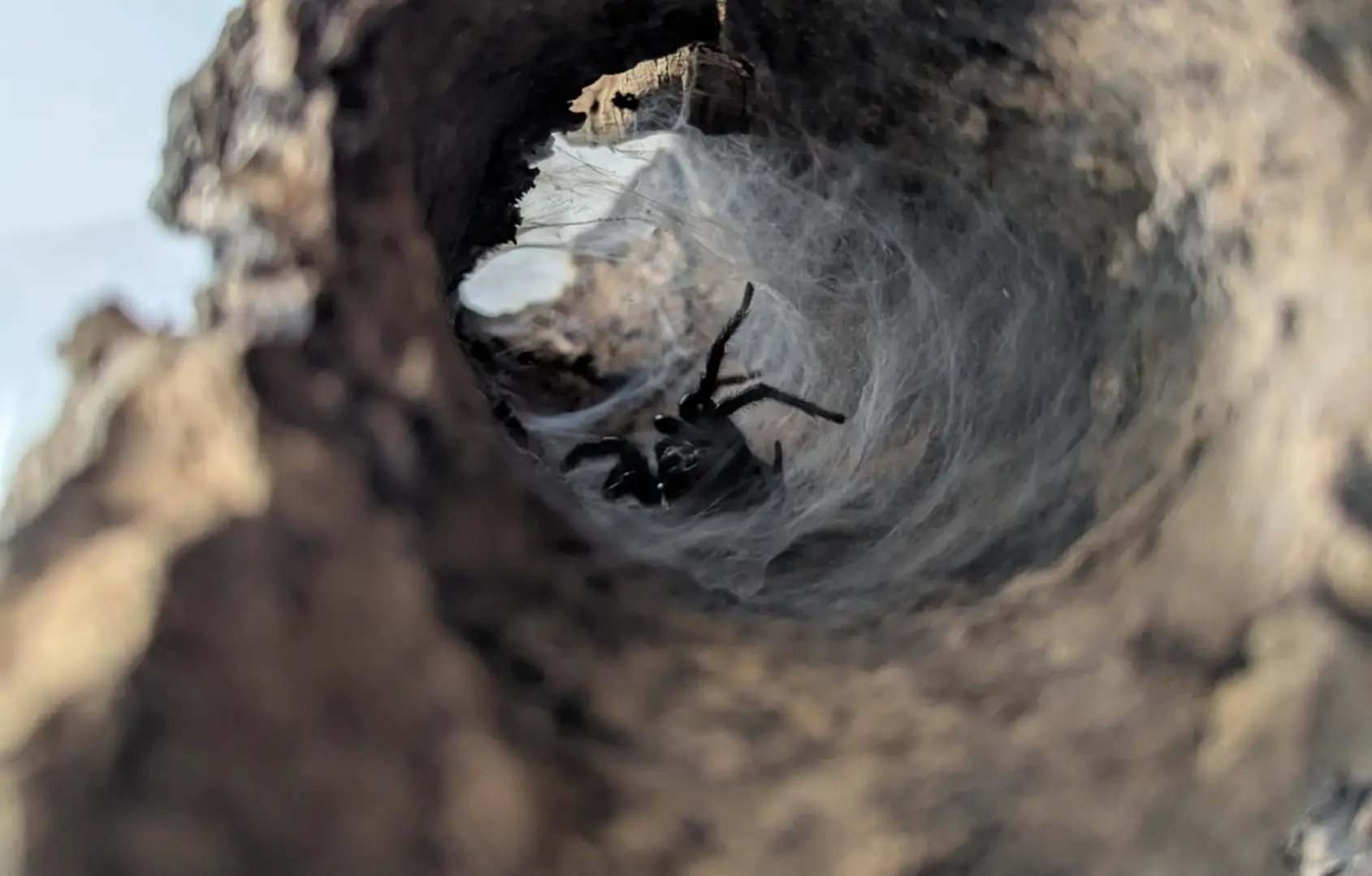 The spider in its new home (Pen News)