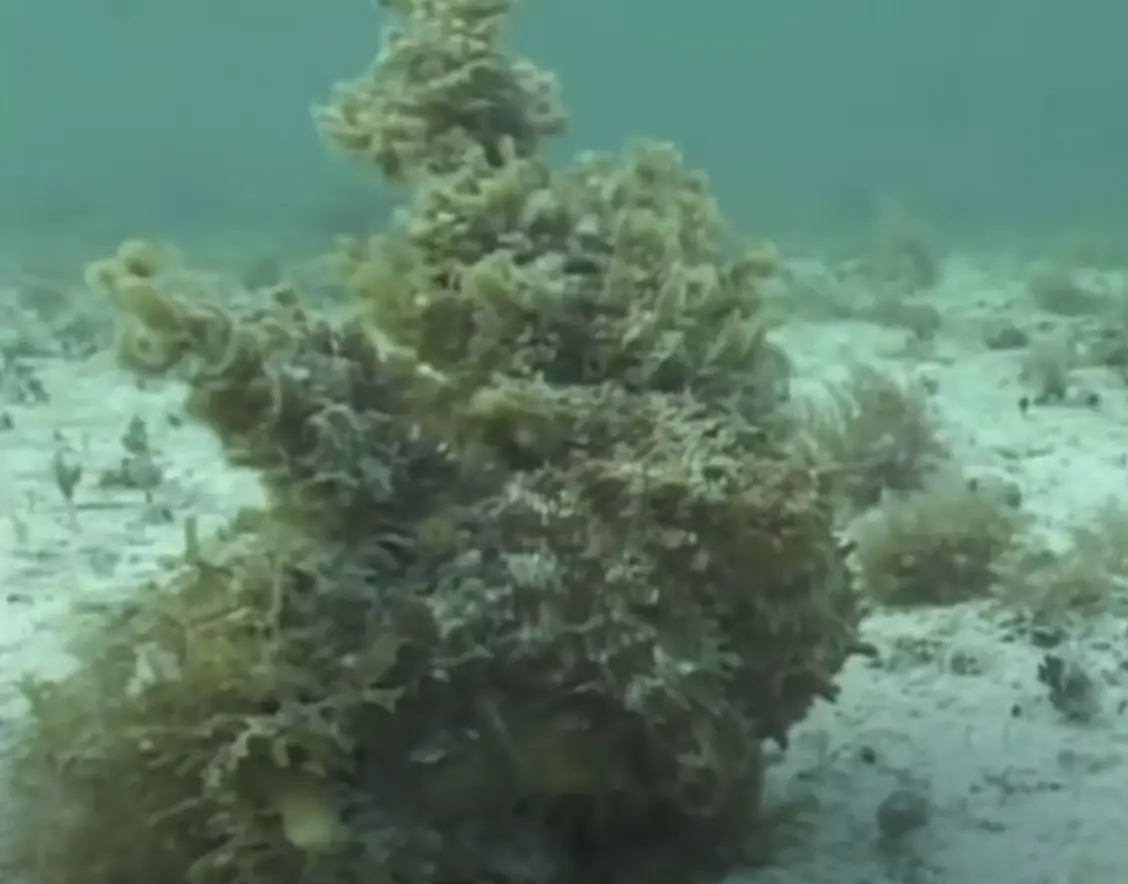 Doesn't look like an octopus does it? (YouTube/Discover Magazine/Roger Hanlon)