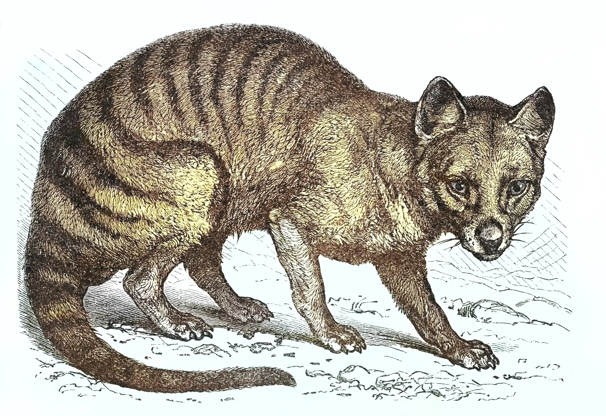 The discovery means we could be a step closer to seeing the Tasmanian Tiger again (Getty Stock Image)
