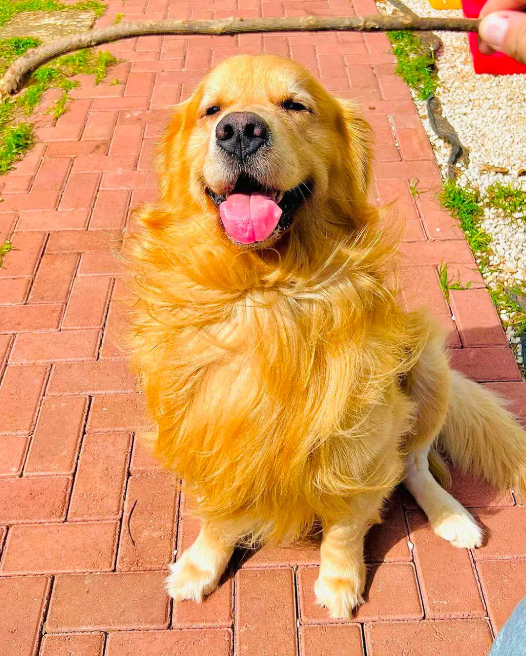 Joca was meant to be on a straight-forward flight from Sinop to Sao Paulo. (Media Drum World)