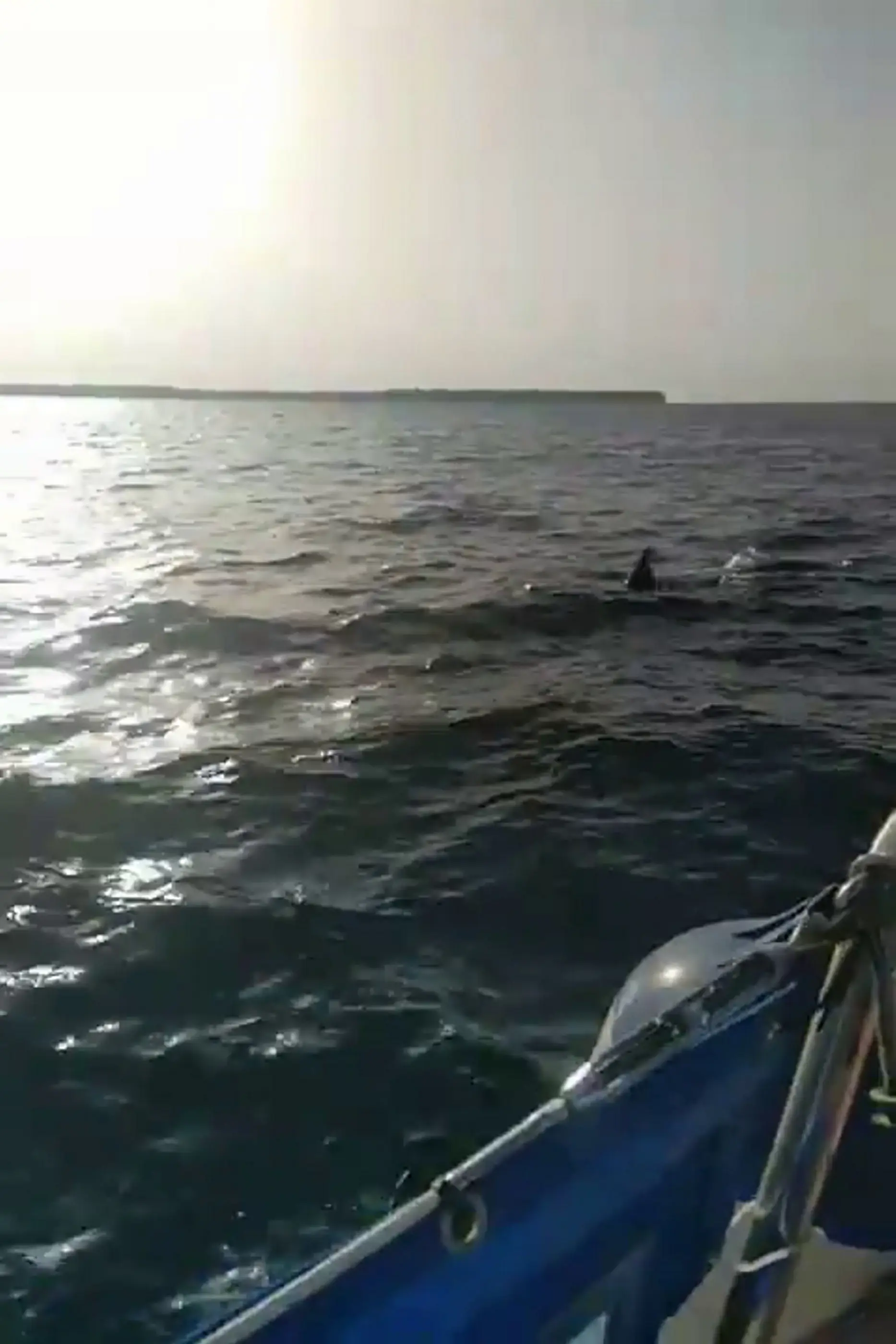 The sailor revealed this is the first time an orca has ever 'attacked' a boat he was on in 55 years of sailing experience.