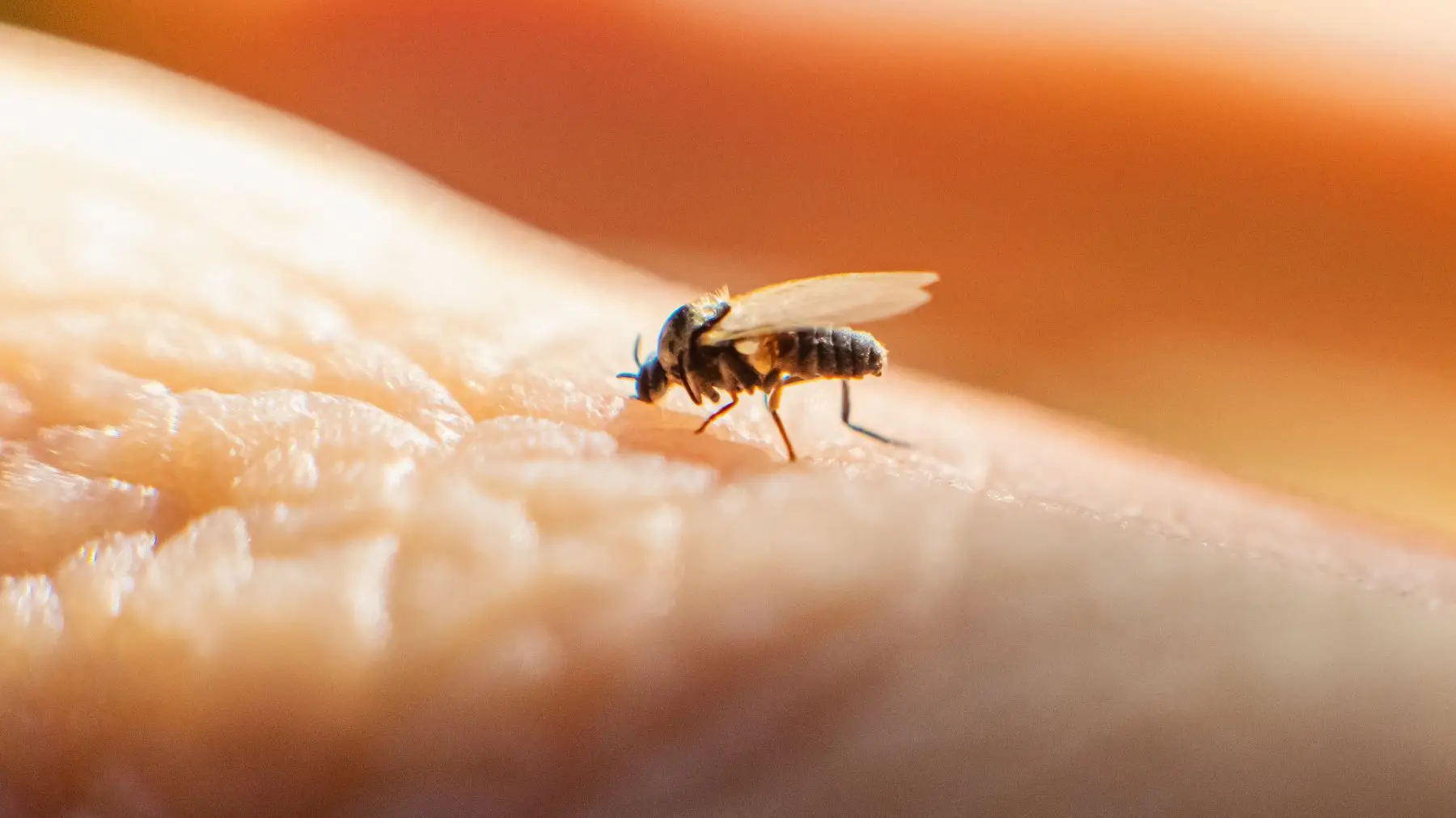A midge bite is similar to a mosquito (Iiievgeniy/Getty Images)