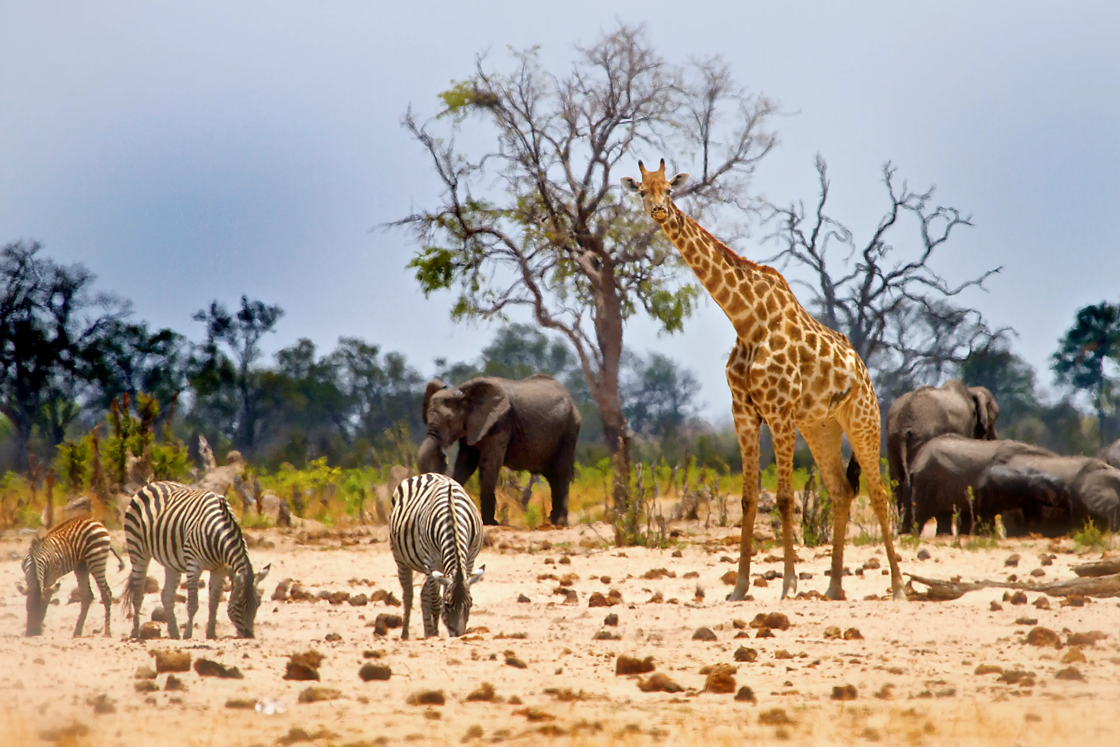 There are 100 mammal species and nearly 400 bird species at Hwange National Park, while four of the big five also call it home (Getty Stock Image)

                       