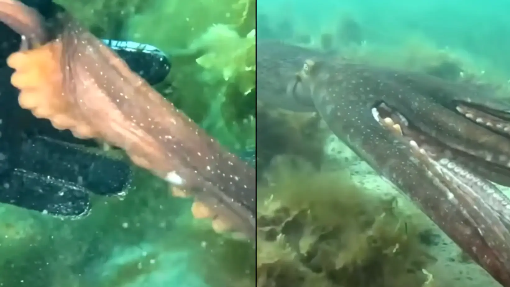 Jules Casey via Storyful