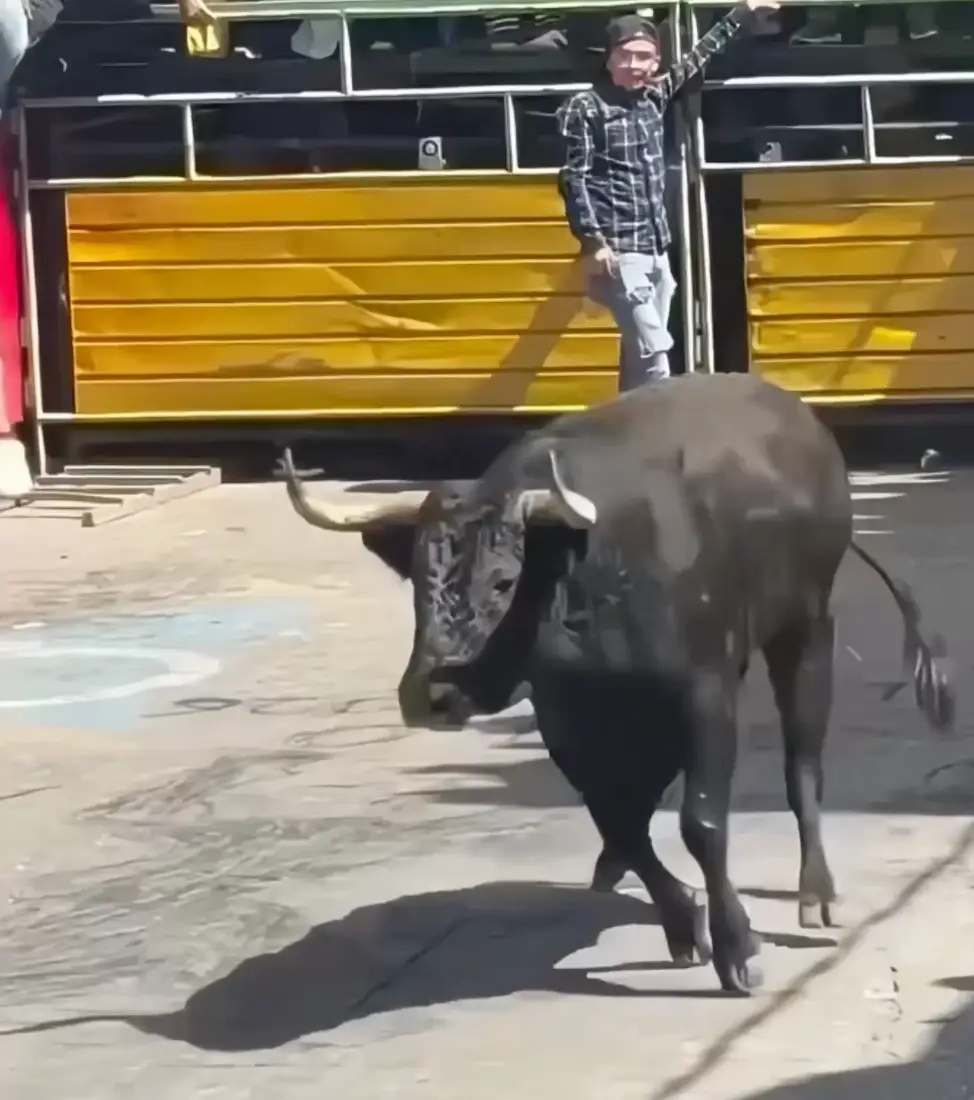 The bulls began ramming into people (X)