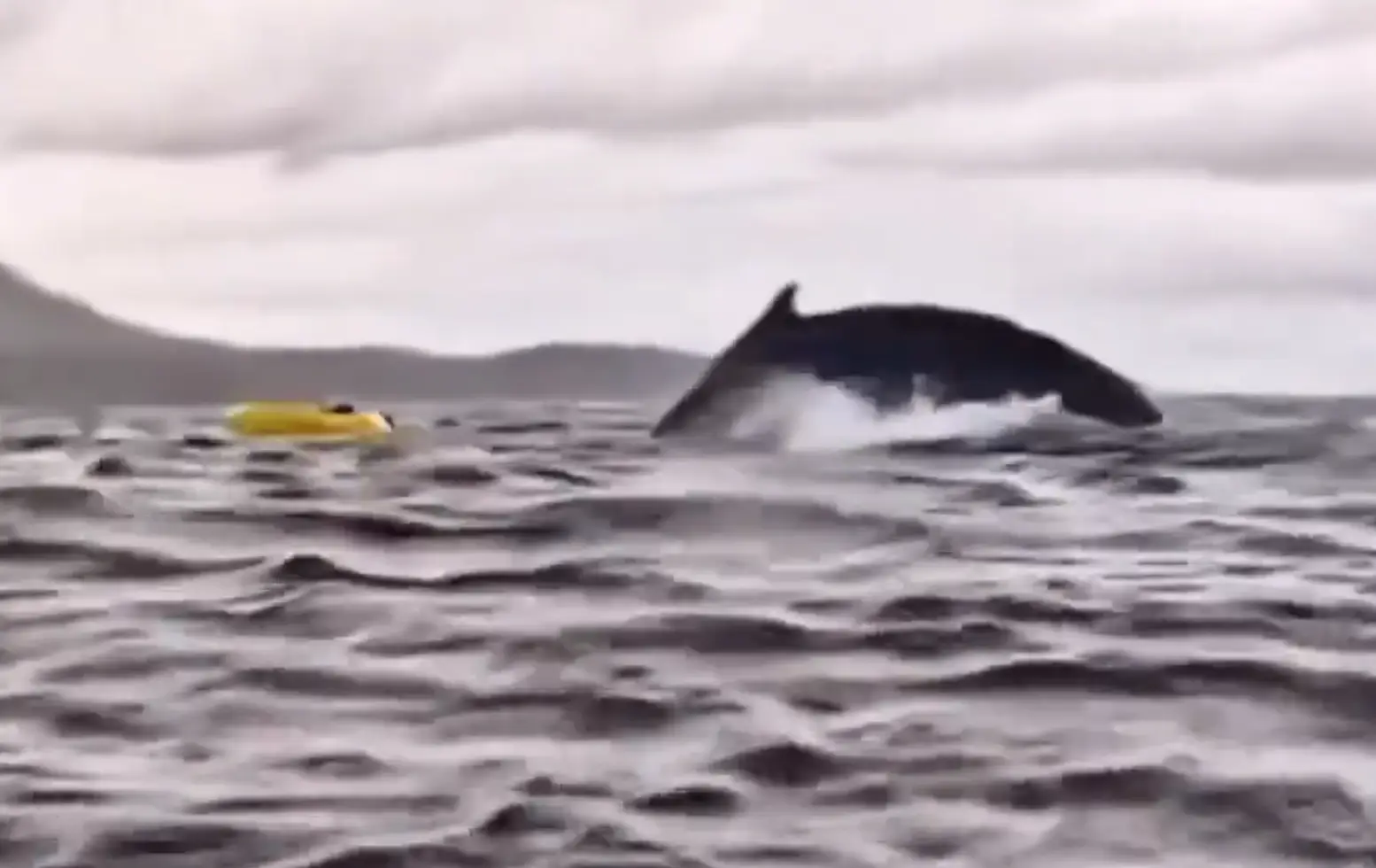 Despite the encounter the father and son's enthusiasm for kayaking in the sea remains undimmed (Dell Simancas)