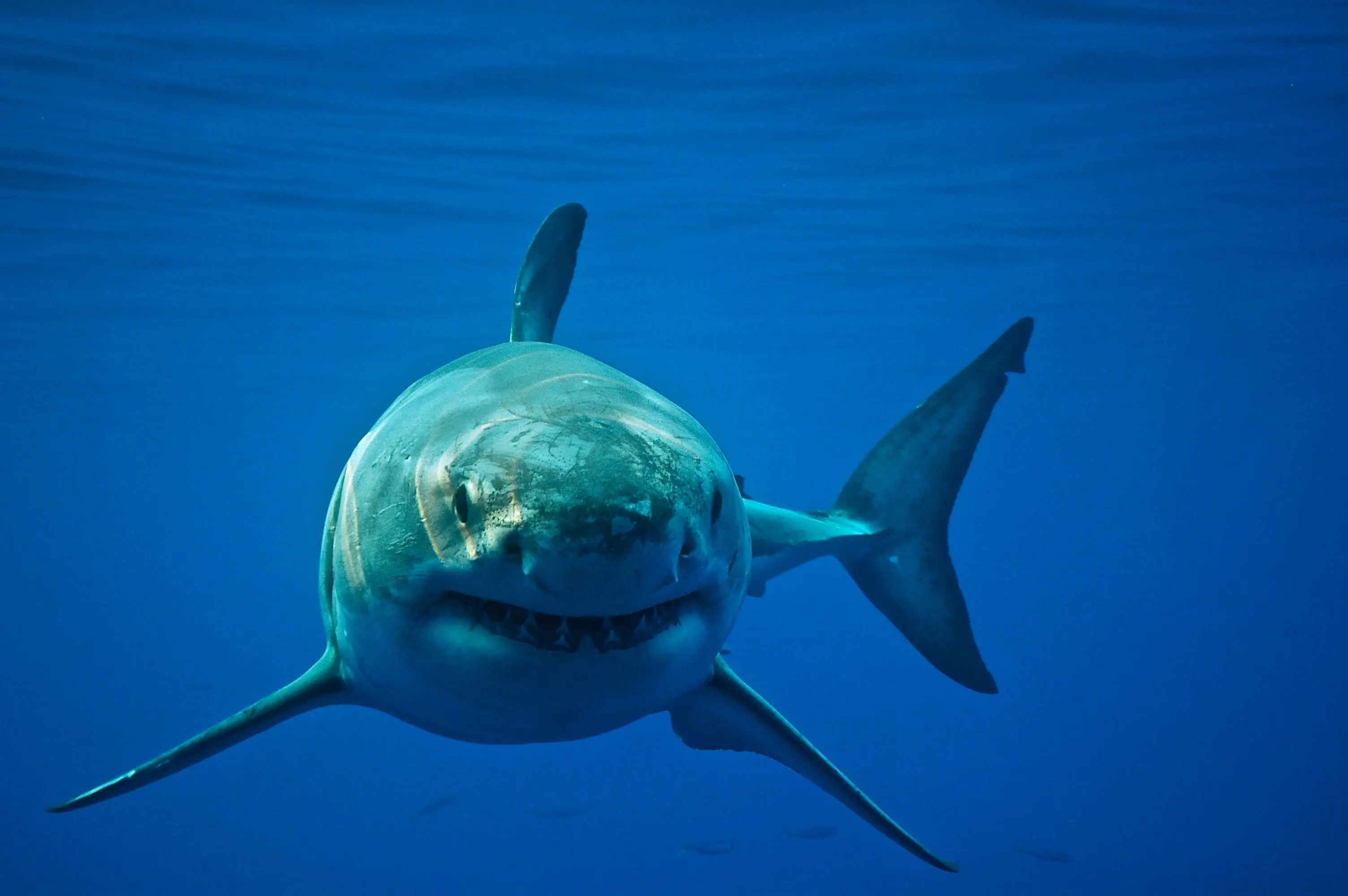 (Getty Stock Images)