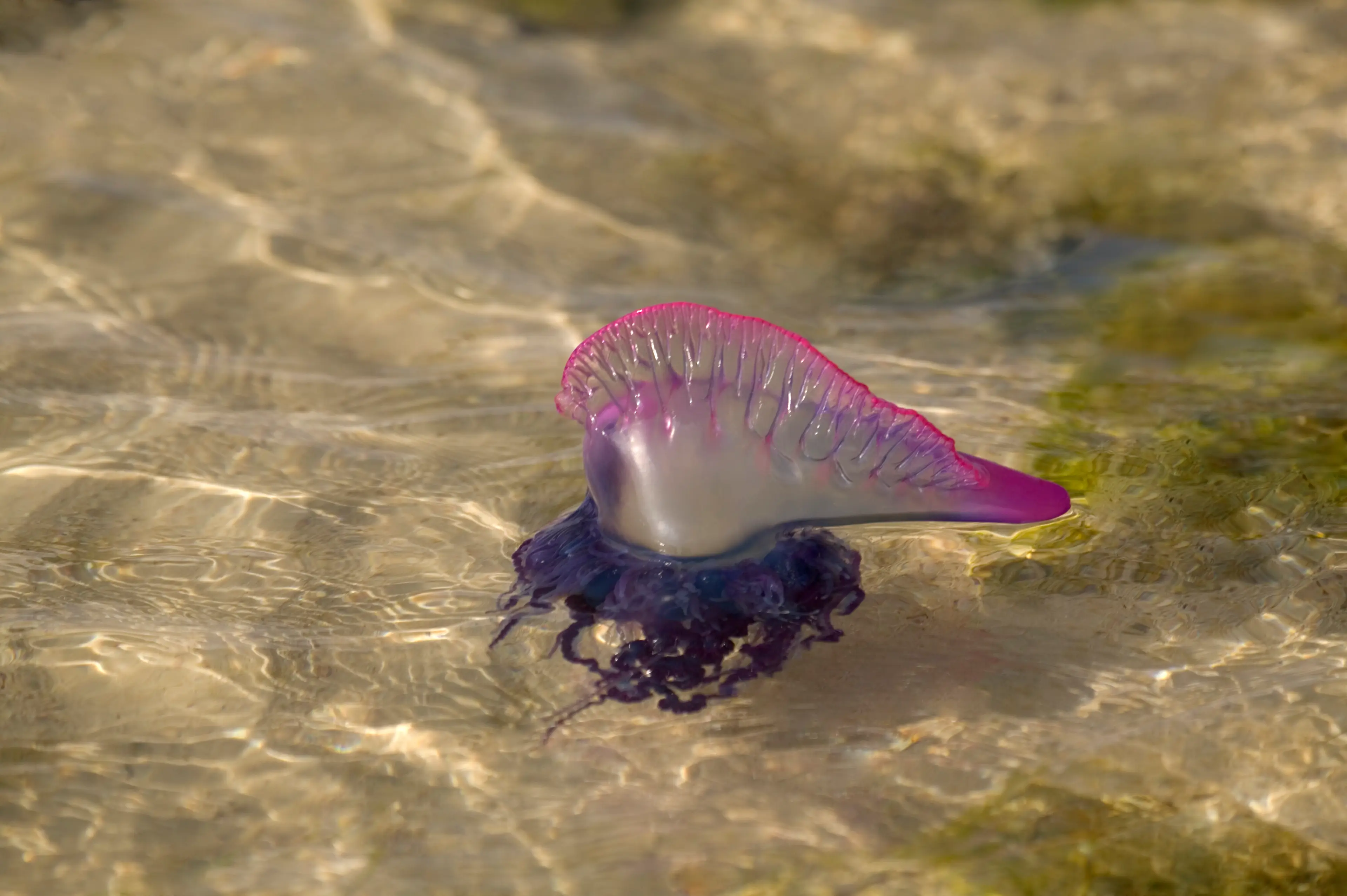 Terrifying to look at (Getty Stock Image)