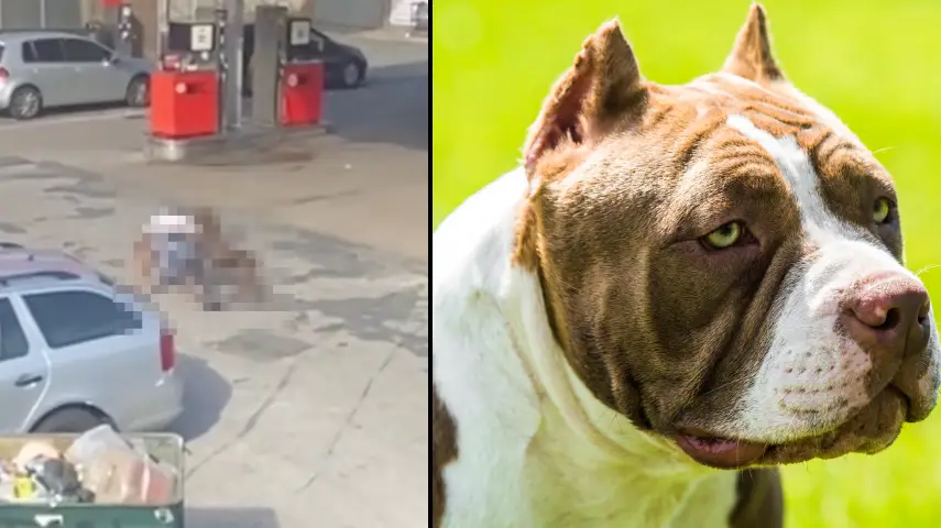 Government calls for American XL bullies to be banned after girl, 11, is mauled on street during rampage