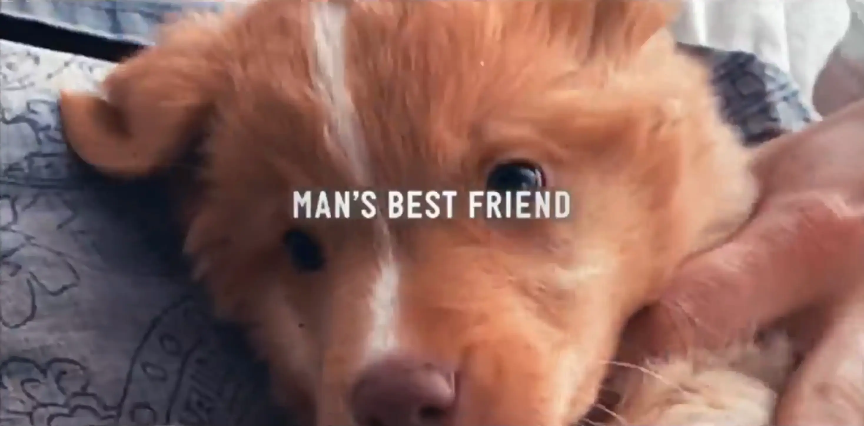 The film released its first trailer (IFC Films)