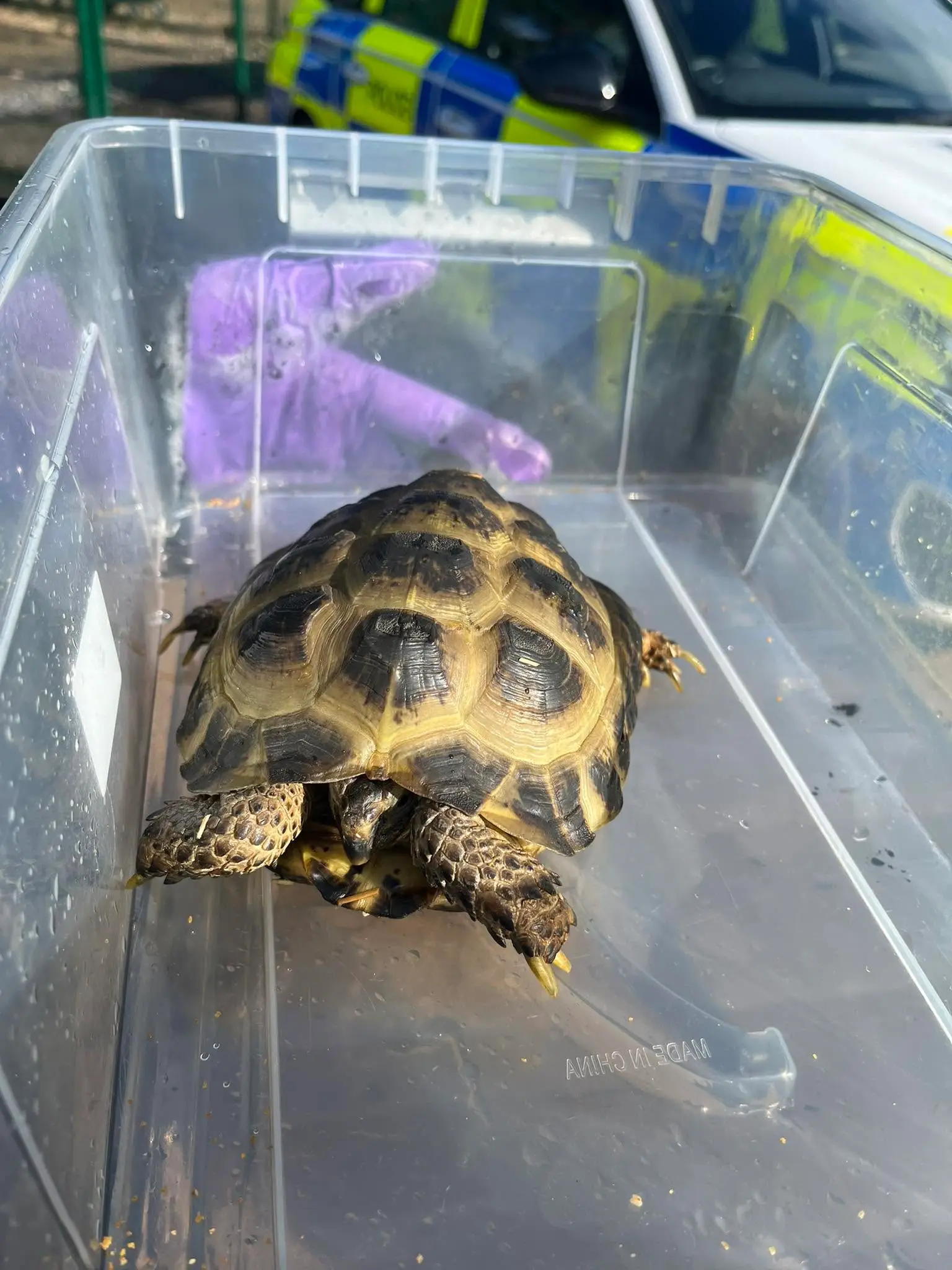 A baby tortoise is believe to be the only animal that survived (Facebook/Herts Fire Dog)