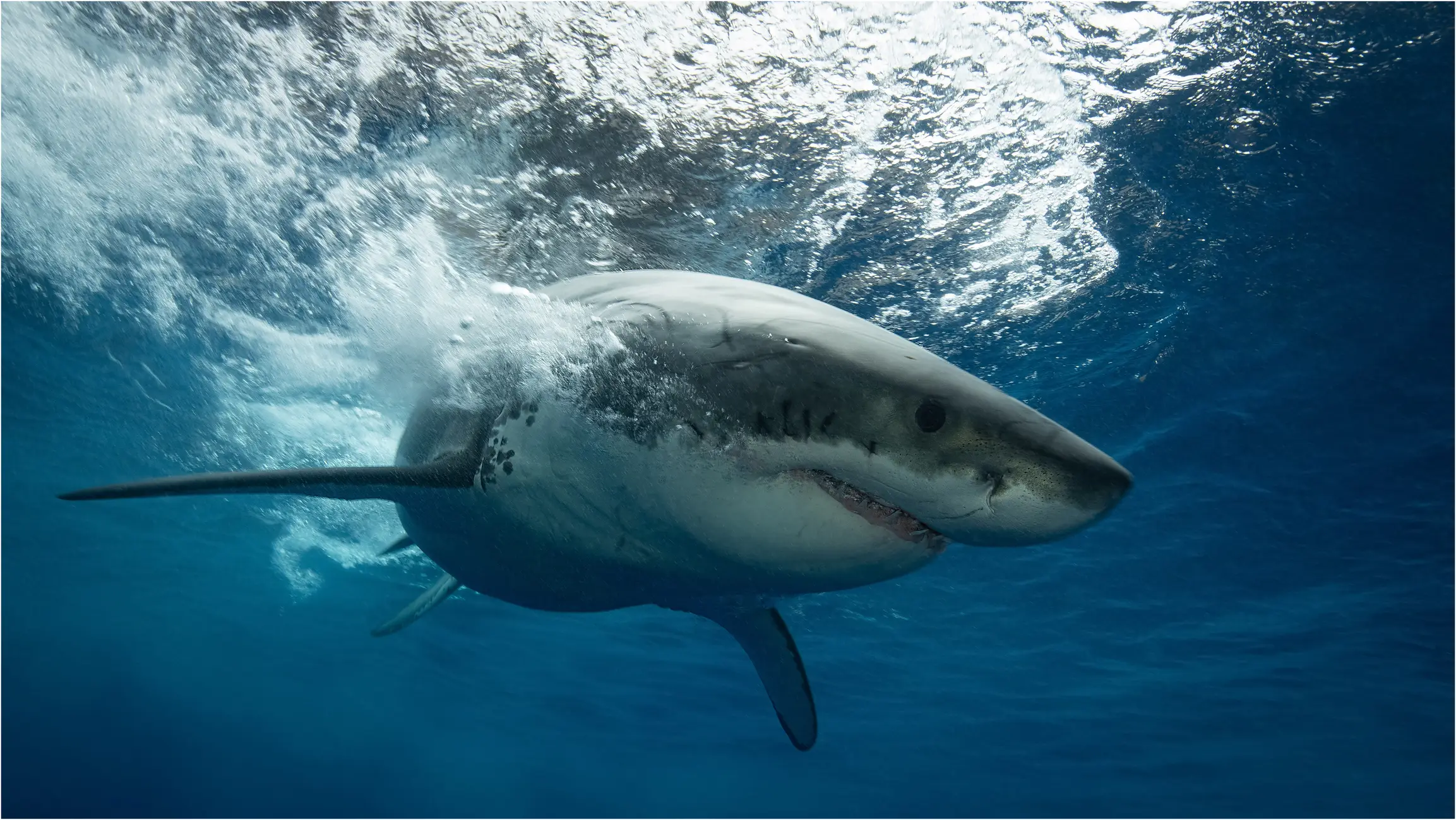 Aquariums have long tried to keep sharks in captivity (Getty Stock)