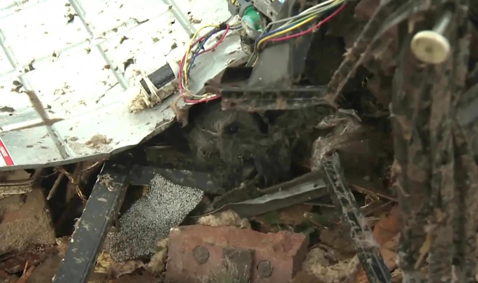 Barbara Garcia rescued her dog Bowser after escaping the rubble herself (CBS News)