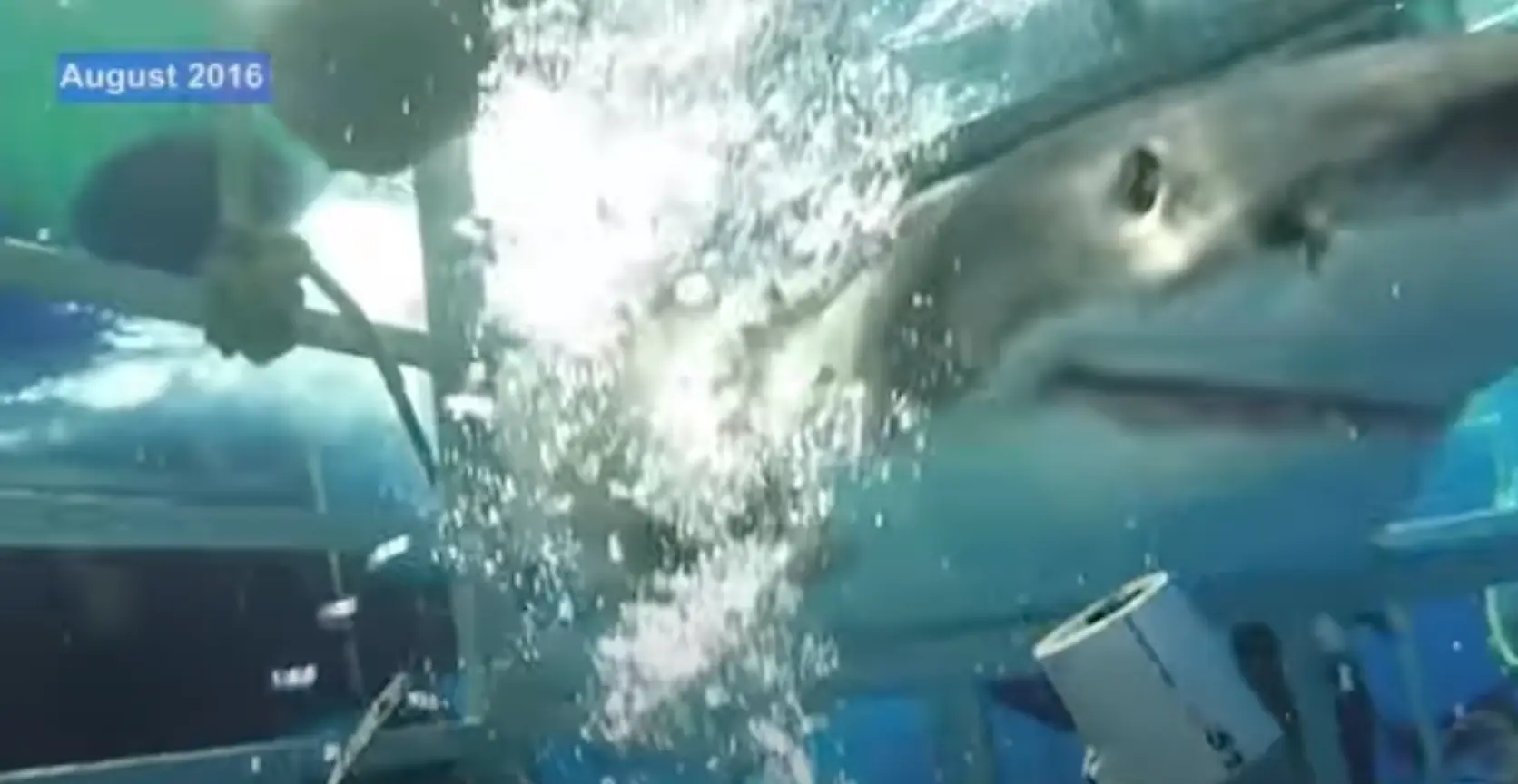 Creepy (Craig Capehart via Storyful))