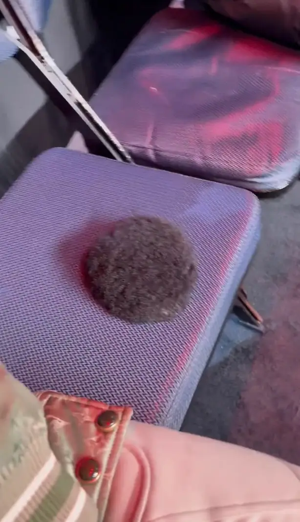 Wardley shared a clip showing how he took custody of the toupee while Miller finished the fight (X/@FabioWardley)