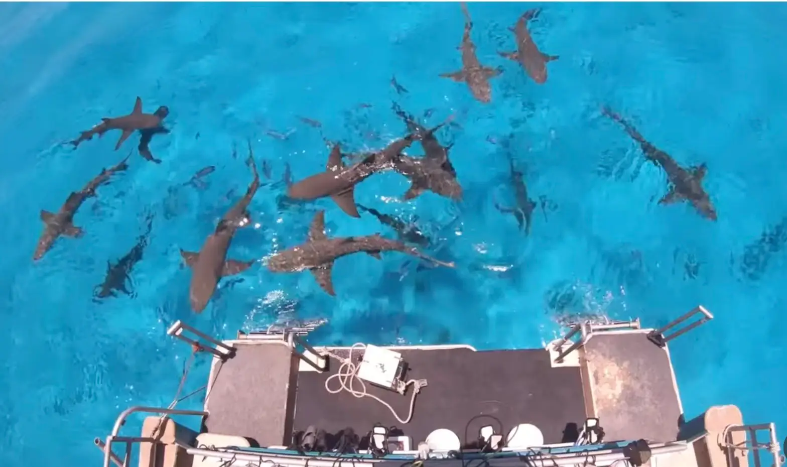 Mark Rober decided to test the theory that sharks can smell a drop of blood from a mile away (YouTube/Mark Rober)