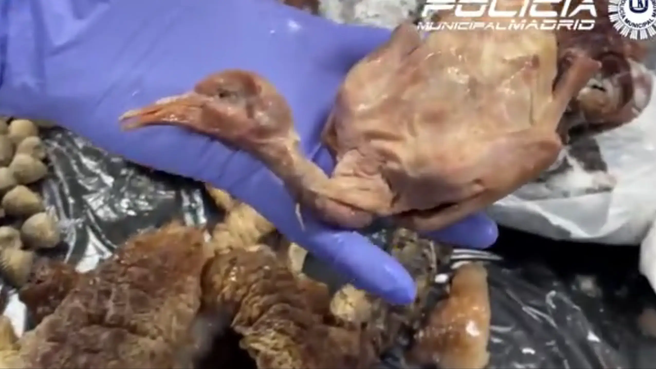 Policia Municipal de Madrid