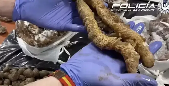 The illegal sea cucumbers (Policia Muncipal de Madrid)