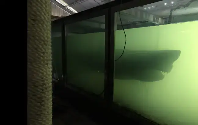 For years Rosie floated alone in her tank in the abandoned wildlife park.