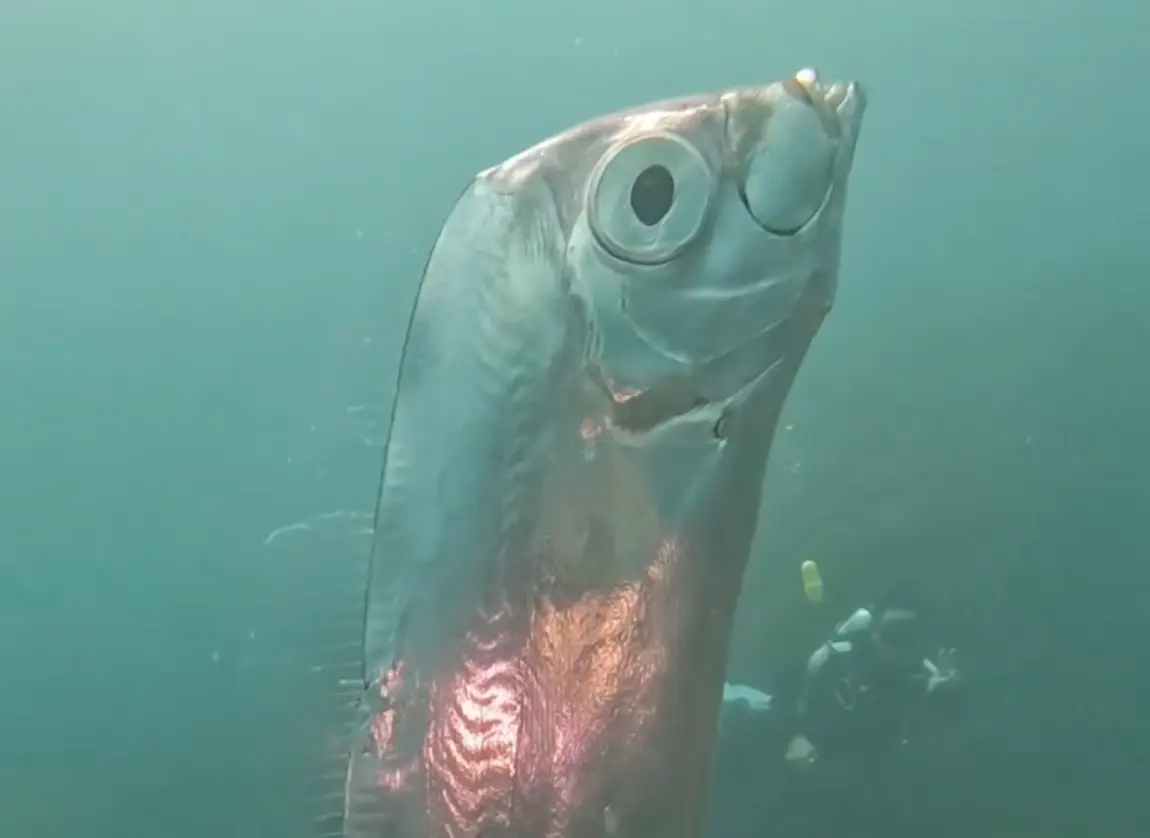 The fish was spotted off the coast of Taiwan.