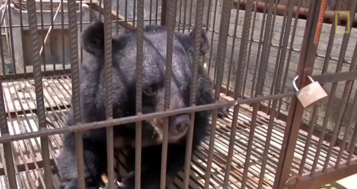 Despite being scared of bears, Su Yun ended up raising one.