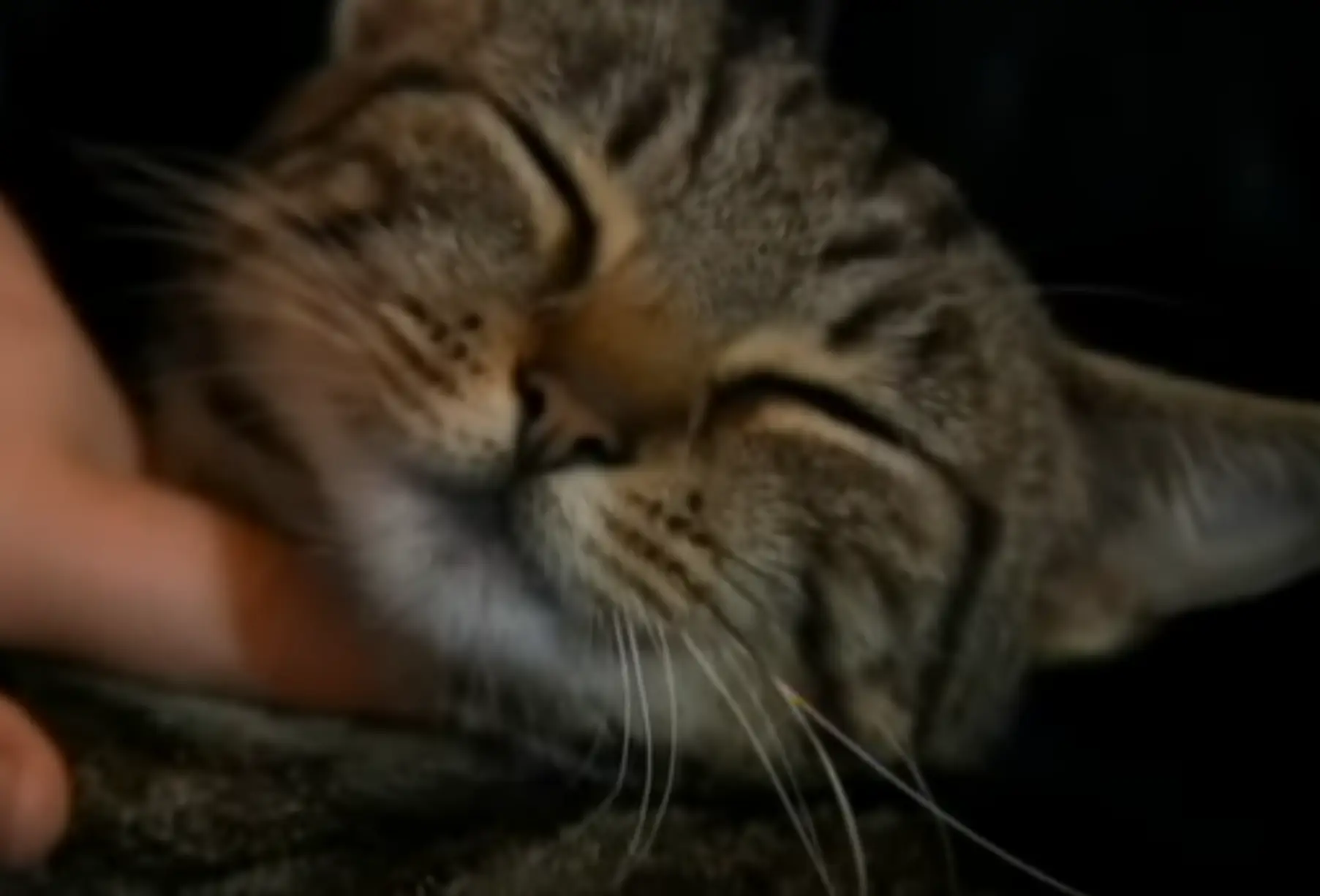 The cat was named Lola, and the footage of her being put in a bin went viral (CBS)