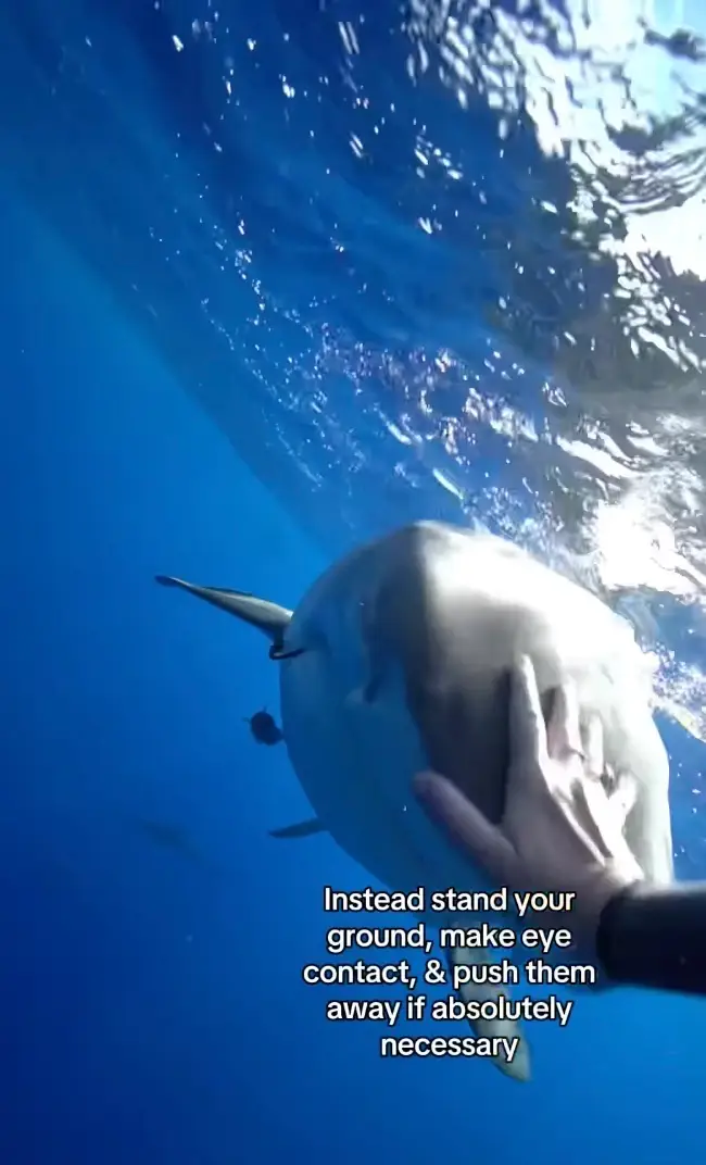 She nudged the predator's head and redirected its path away from her.