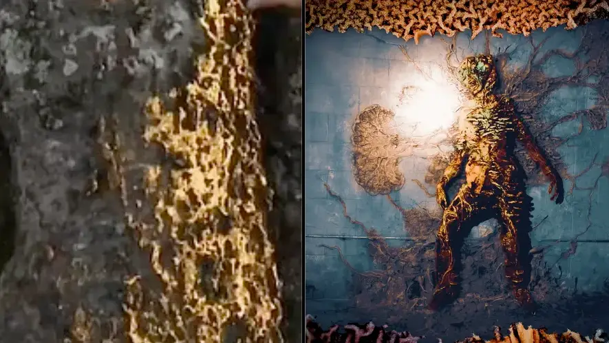 WHNT / The Last Of Us