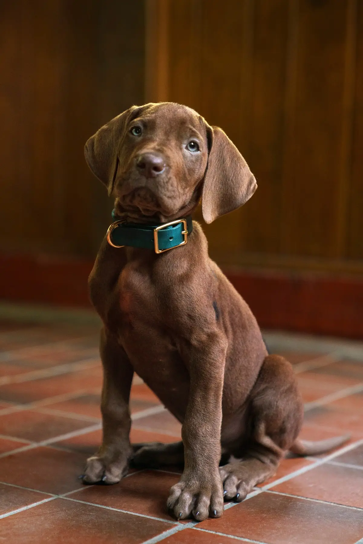 Listen, I'm not saying he isn't adorable (Netflix)