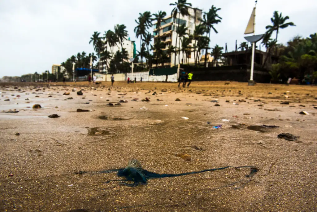 The Coastguard has urged people to avoid any contact with the creatures (Pratik Chorge/Hindustan Times via Getty Images)