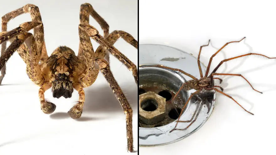 Mum shares hack to help get rid of giant spiders invading UK homes