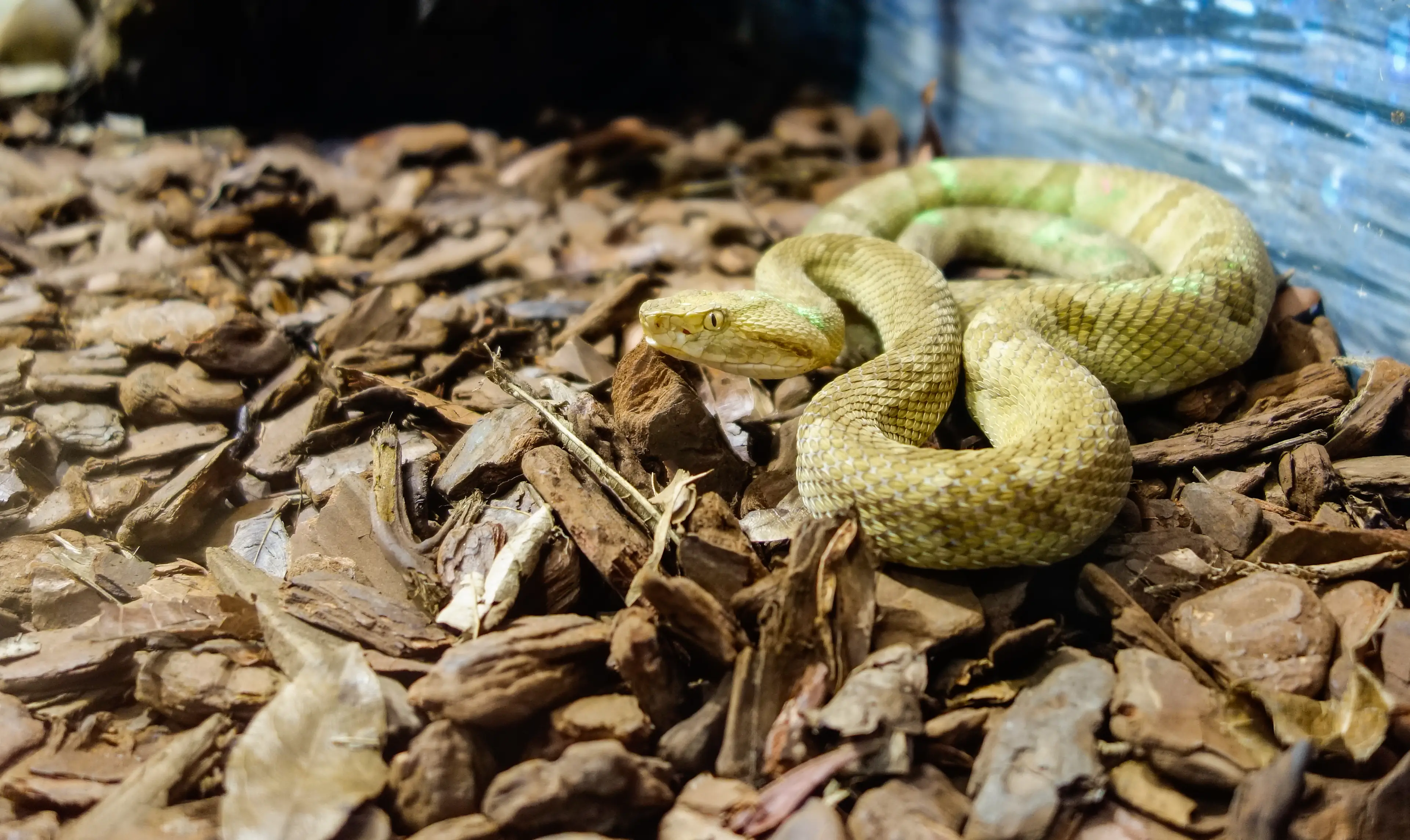 The golden lancehead is exclusively found on Snake Island (Getty Stock)
