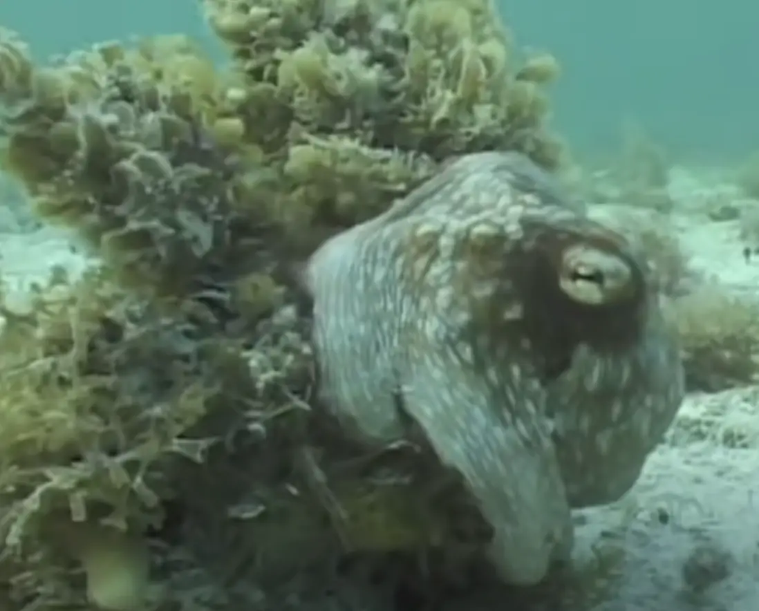 Now that's a jump scare. (YouTube/Discover Magazine/Roger Hanlon)