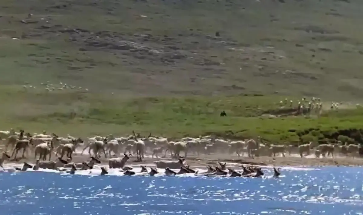 Redditors have been debating whether the object could be Bigfoot. (ThinkThunker/YouTube)