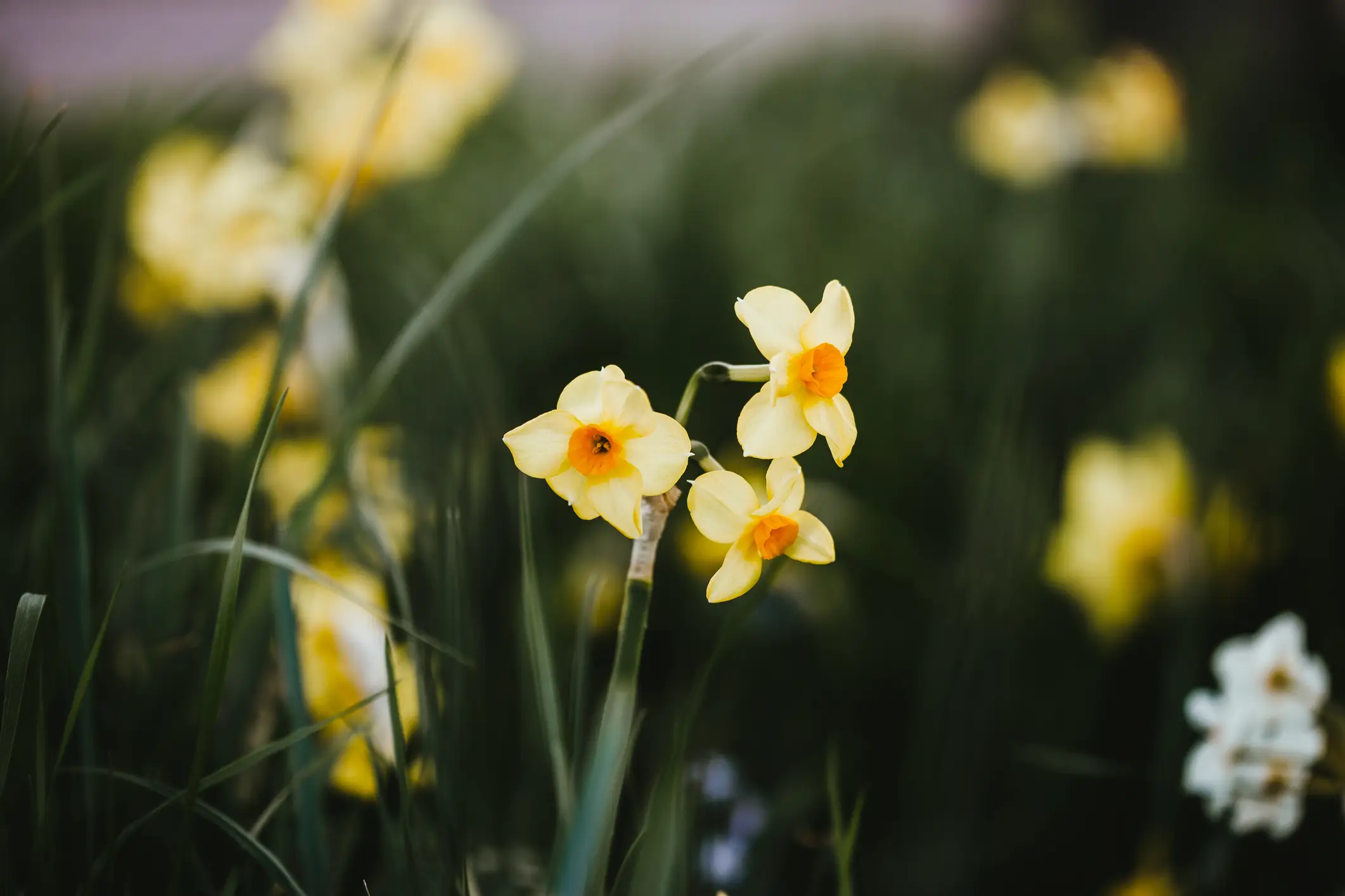 Narcissus, also known as daffodils (Getty Stock)