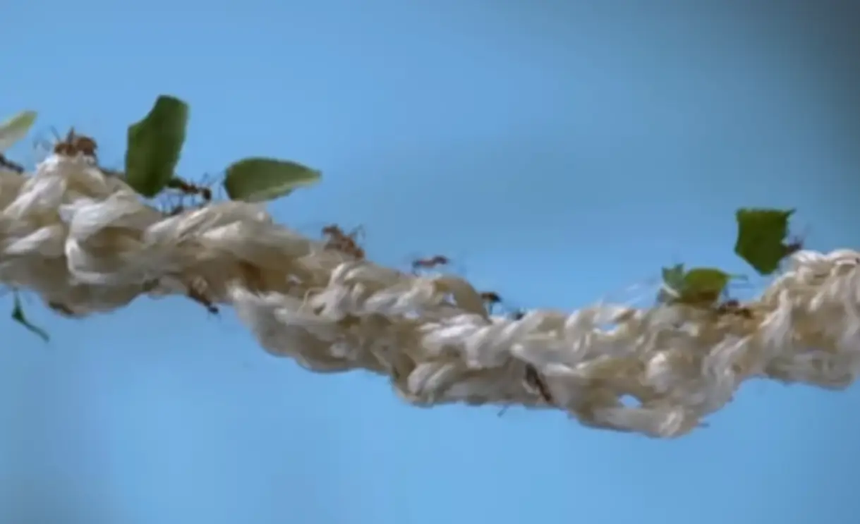 Think of each creature as one cell of a body and you get the 'superorganism' (BBC)