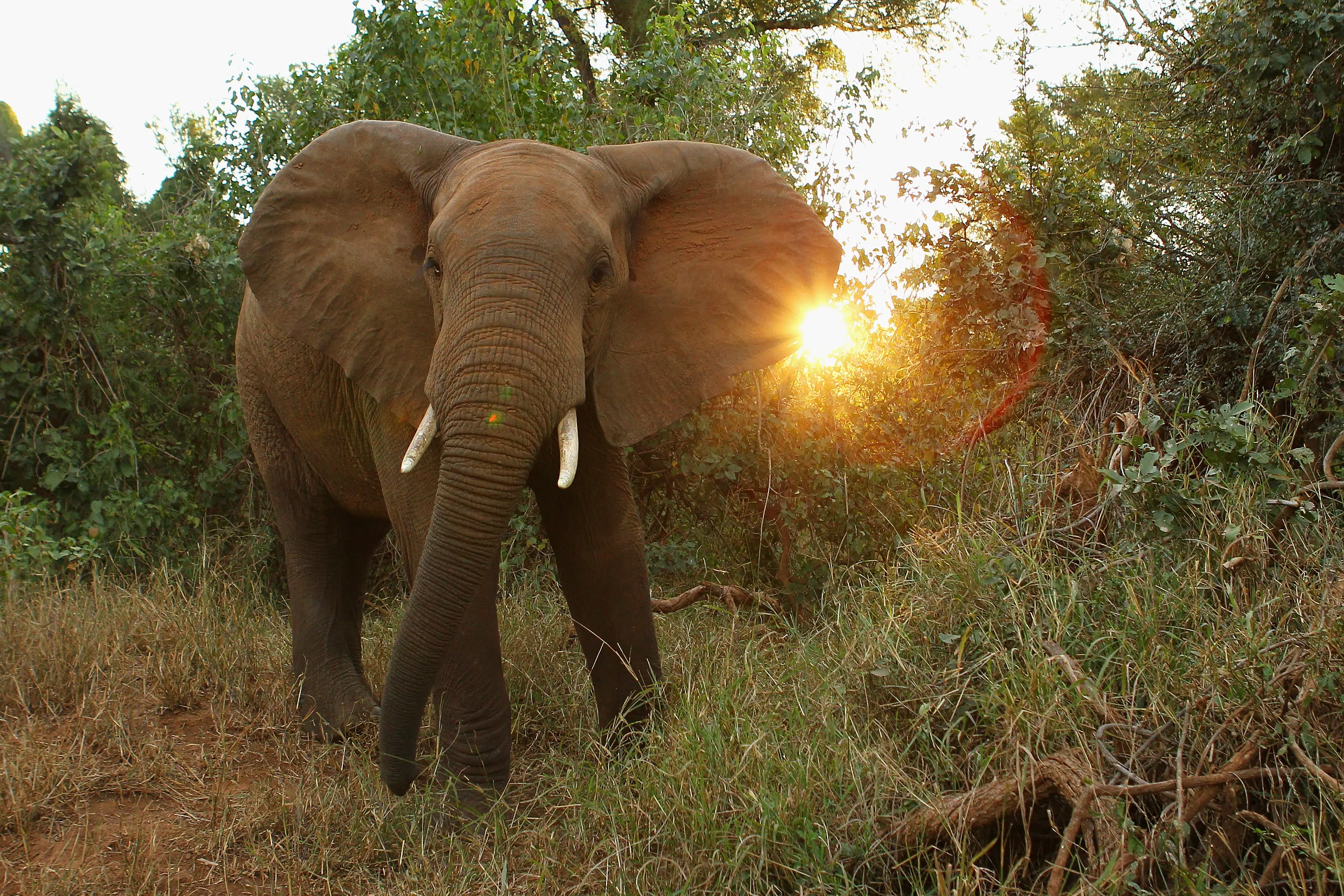 A herd of elephants ambushed the 75-year-old and his guide (Cameron Spencer/Getty Images)