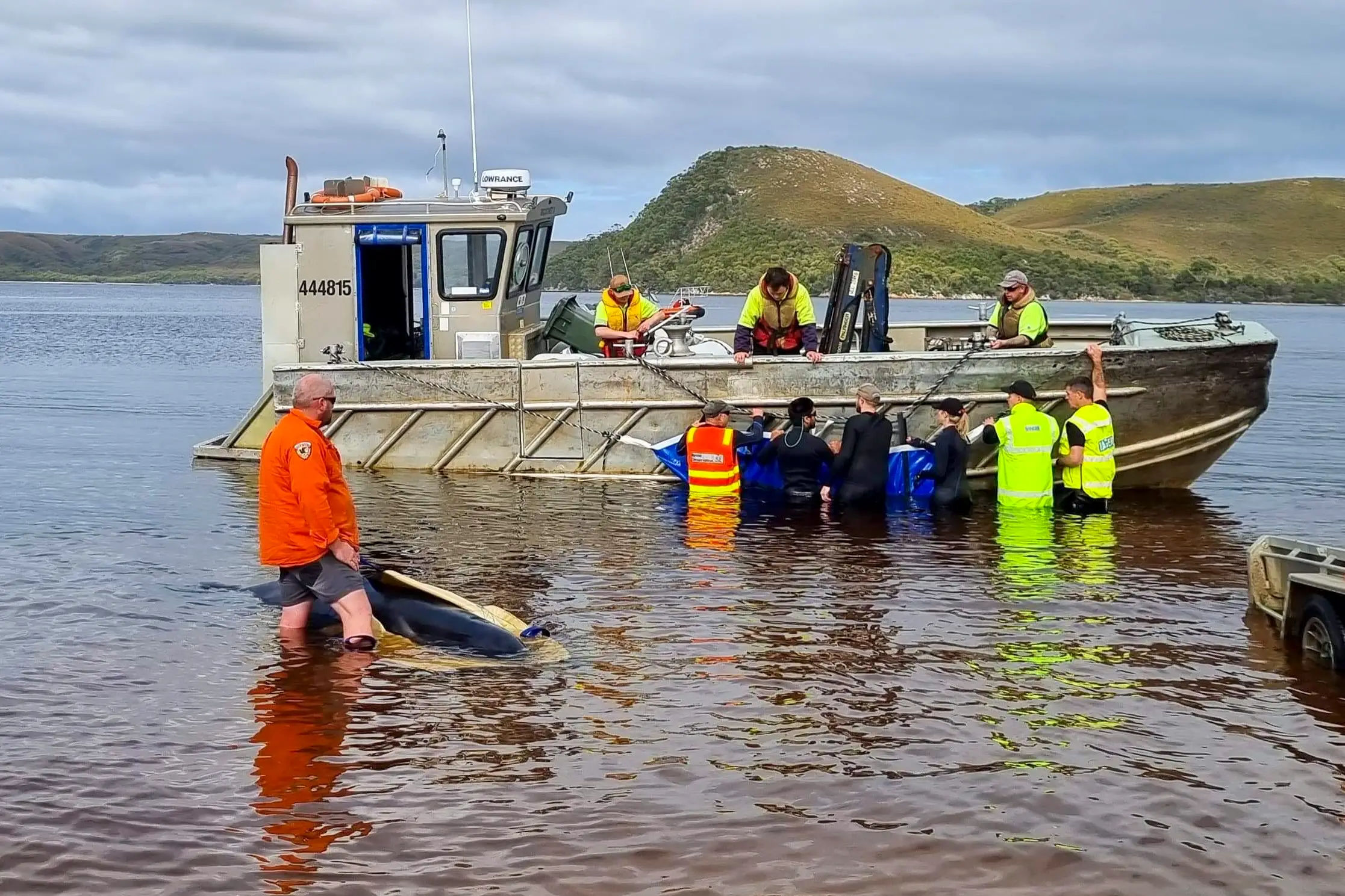 Rescuers attempting to save one of the few surviving whales.