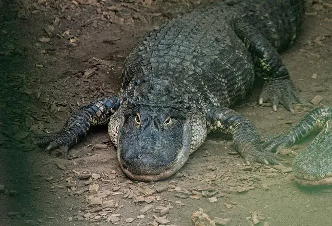 A three-year-old boy was thrown into a crocodile enclosure (Johnsons Zoo)