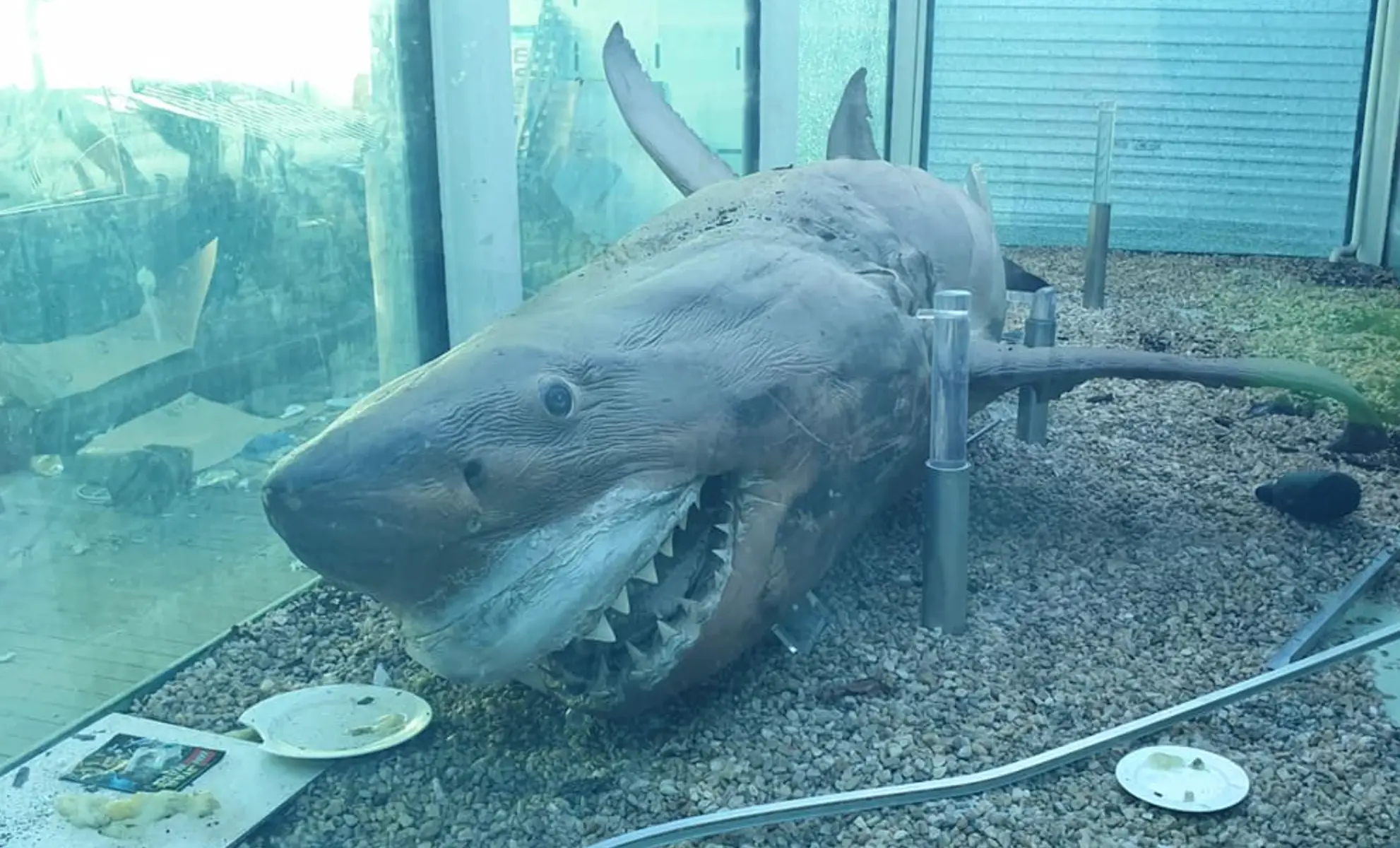Tom even needed to pay for 24-hour security when he bought the shark, making national headlines (Facebook)