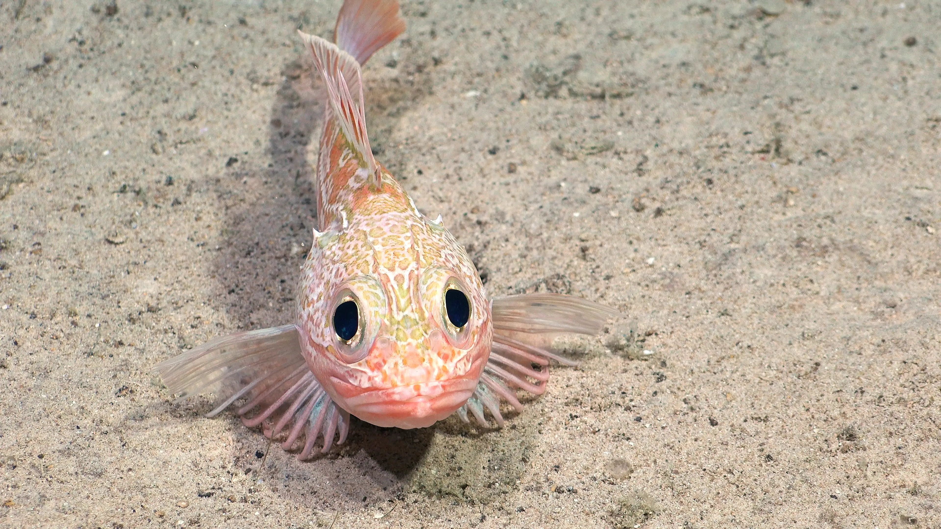 The species were found on the Nazca Ridge (ROV SuBastian / Schmidt Ocean Institute)