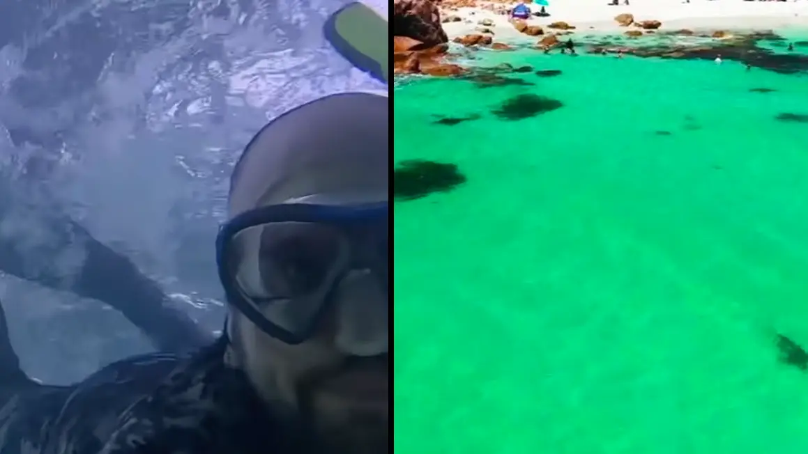Dad saves bathers' lives after spotting huge shark swimming near beach
