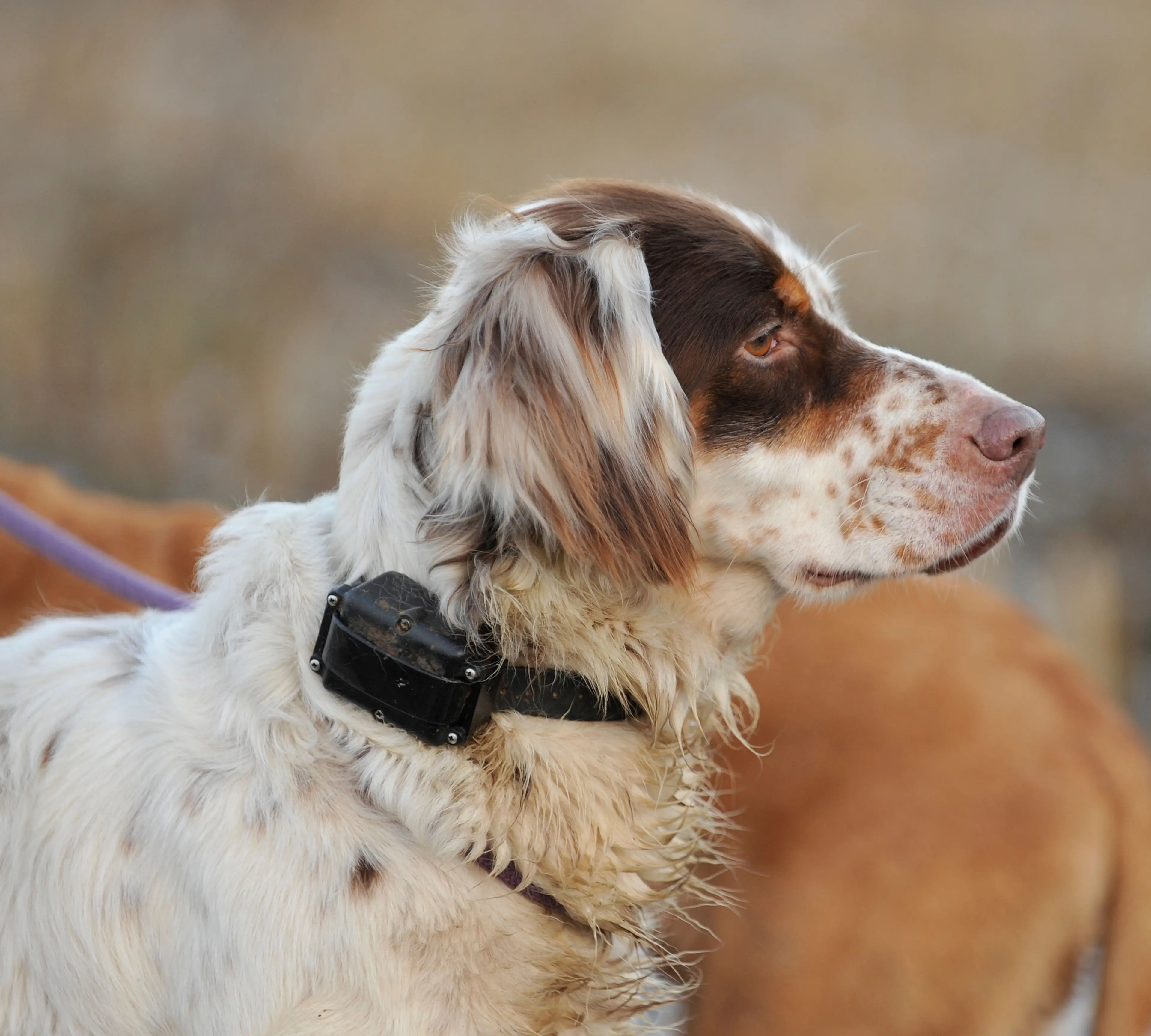 A dog wearing an electric shock collar.