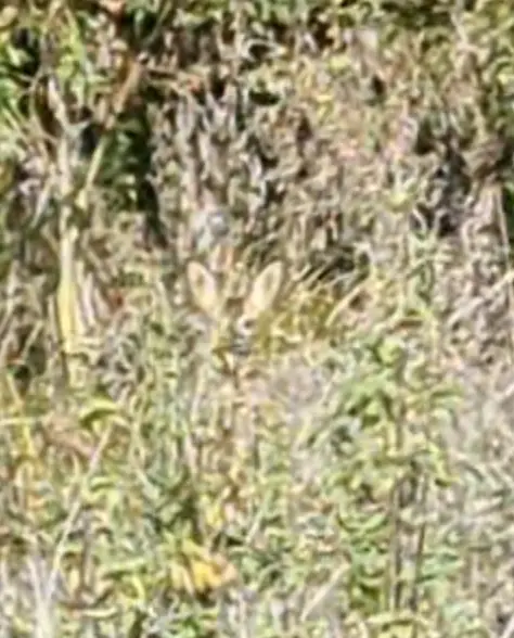 Can you see it now? (Reddit/maikyw89)