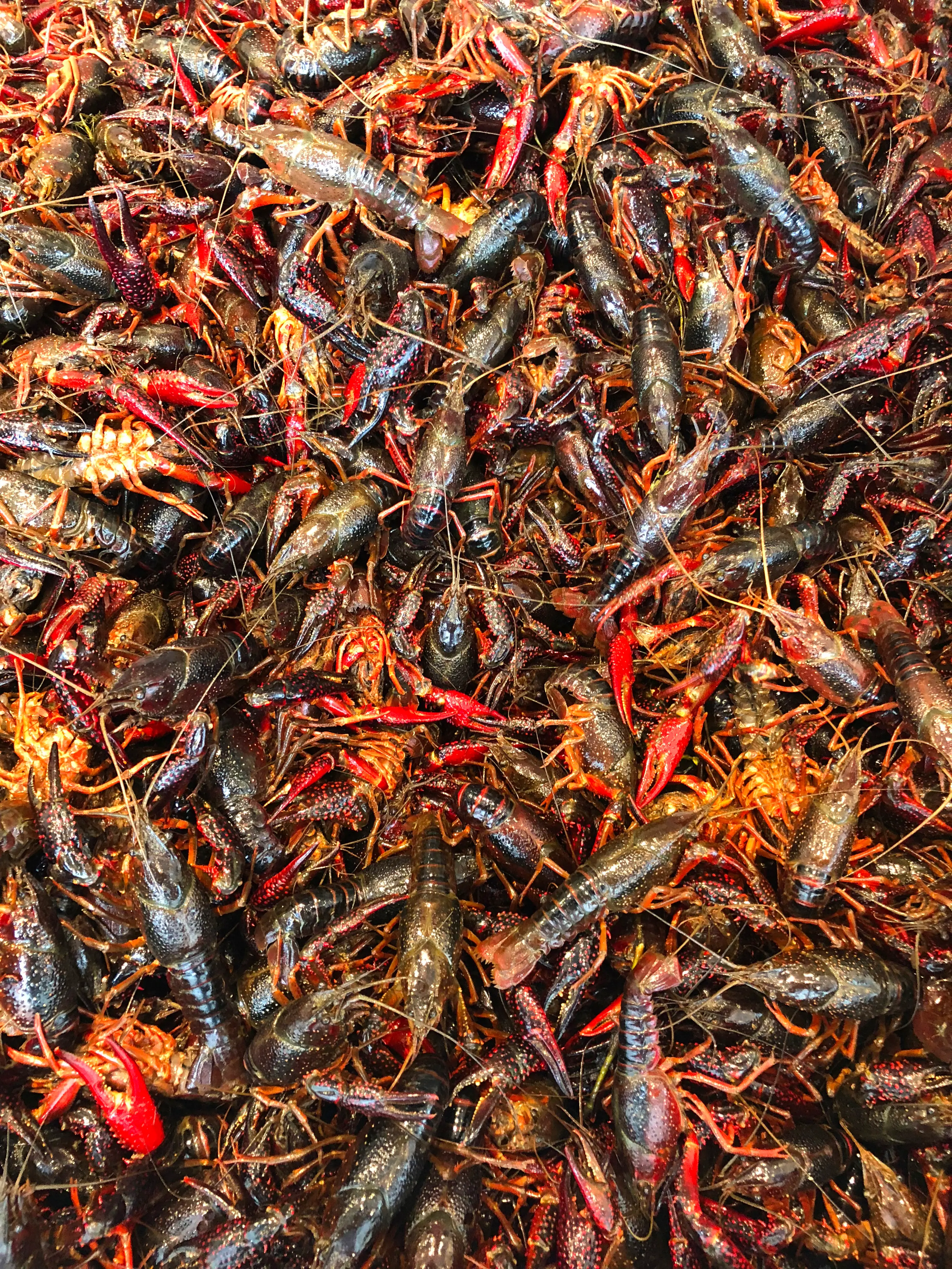 The crays... They're an invasive species (Getty Images Stock)